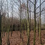 Borowkowy Bukiet Smakow Iwkowa