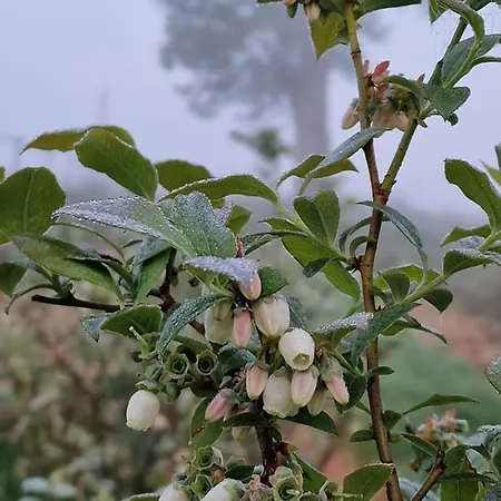 Borówkowy Bukiet Smaków Aldeamento Turístico Iwkowa