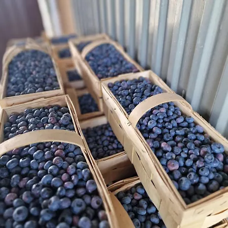 Kompleks wypoczynkowy Borówkowy Bukiet Smaków